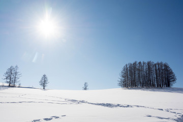 丘の上のカラマツ林と青空　美瑛町