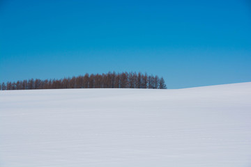 雪原のカラマツ林と青空