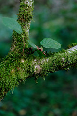 Beautiful Nature of German Forest