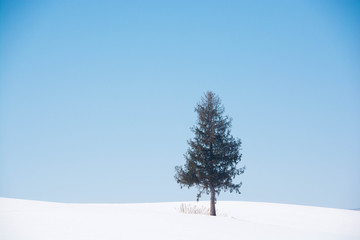 丘の上の松の木と青空　美瑛町