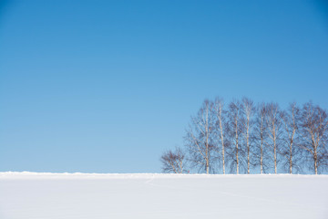 冬のシラカバ並木と青空　美瑛町