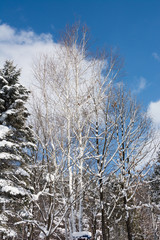 雪化粧した木々