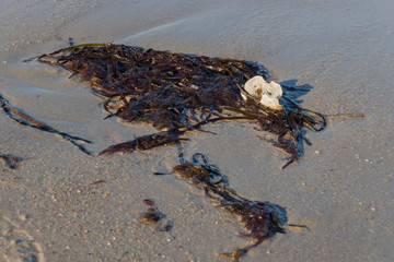 nature scene baltic sea strand mit tang an der ostsee bei boltenhagen in germany