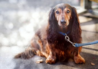 Old Dachshund is waiting for his owner.