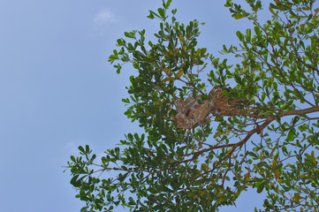 tree on blue sky