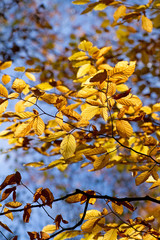 Leuchtend gelbes Herbstlaub im Wald