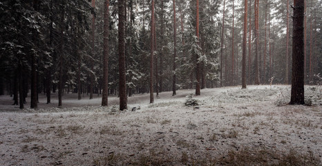 The first dropped-out snow in the pine wood.