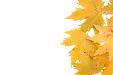 Orange autumn leaves isolated on a white background