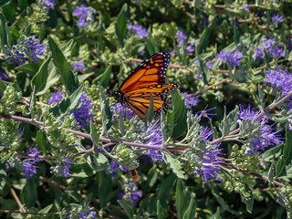 Monarch butterfly feeding on purple butterfly bush