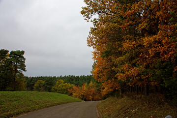autumn desert road