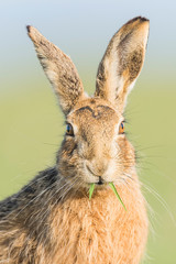Brown Hare