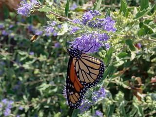 Monarch butterfly feeding on purple butterfly bush