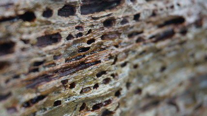 Tung Ping Chau, Hong Kong