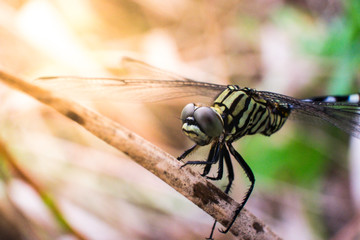 close up image of dragon fly. selective focus. visible noise due to high ISO.