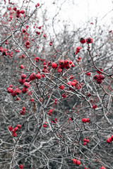 Chokecherry prunus virginiana bush with berries