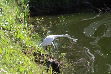 Snowy Egert, white bird, black beek, yellow feet, pond, rookery, Venice FL, 