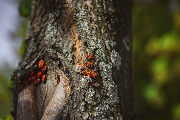 selective focus of colony of firebugs on old tree trunk