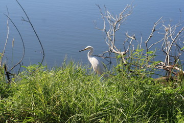 Snowy Egert, white bird, black beek, yellow feet, pond, rookery, Venice FL, 
