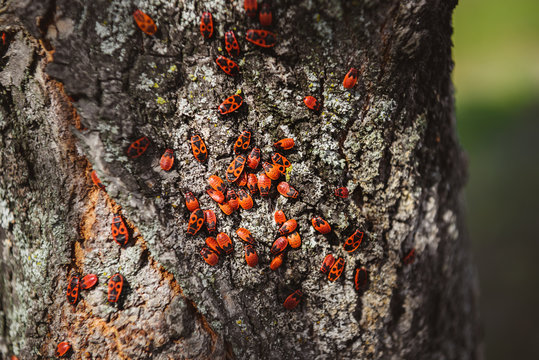 selective focus of colony of firebugs on old tree trunk