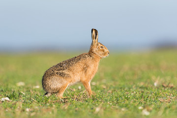Brown Hare