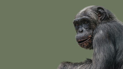 Portrait of curious wondered Chimpanzee at smooth uniform background, extreme closeup, details, paste space