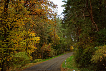 autumn desert road