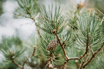 Branches of a coniferous tree close up