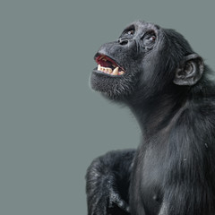 Portrait of fearful, terrified Chimpanzee at smooth uniform background and paste space