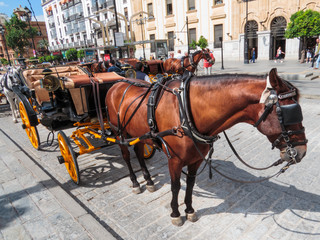 Naklejka na ściany i meble horse and carriage in Seville