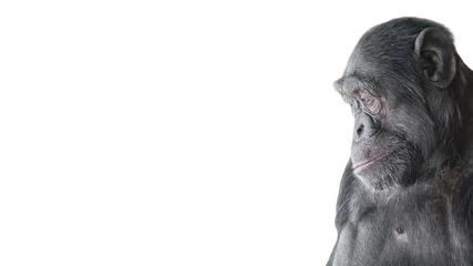 Papier Peint photo autocollant Singe Portrait of curious Chimpanzee like asking a question, at white background, details, paste space