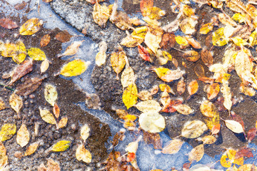 various fallen leaves frozen in puddle on road