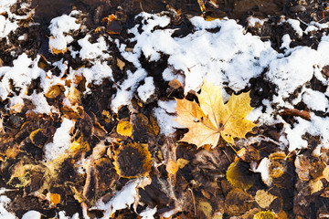 dirty fallen leaves covered with the first snow