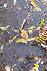 ice covered puddle with fallen leaves in autumn