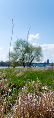 Fototapeta premium Panorama of Cologne with Cathedral