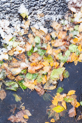top view of frozen puddle with fallen leaves