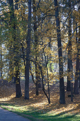Forest and sunny day