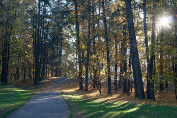Forest and sunny day