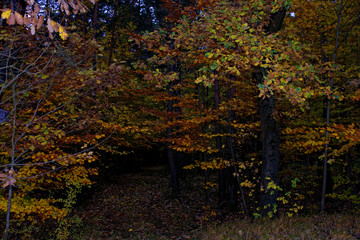 beautiful colors of autumn