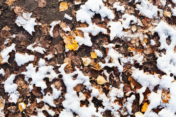 yellow fallen leaves and the first snow on ground