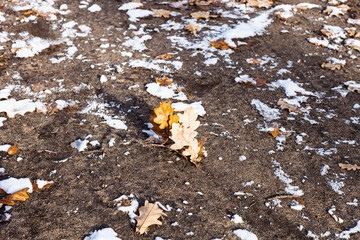 Obraz premium fallen oak leaves and snow on ground of park