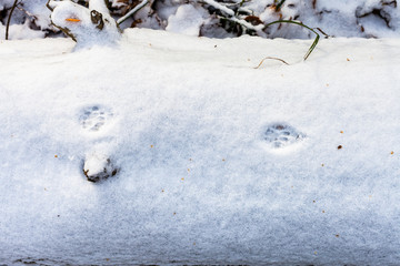 cat footsteps on the first snow covered tree trunk