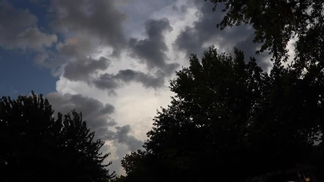 Time-lapse of swaying trees.