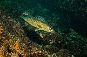 Naklejka na ściany i meble Walleye underwater in the St. Lawrence River in Canada