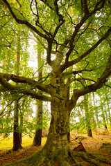 Obraz premium The Graffiti Tree