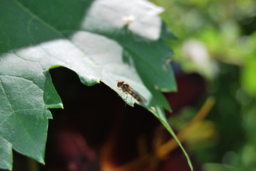 Schwebfliege (Syrphidae)