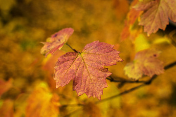 maple leaves in autumn