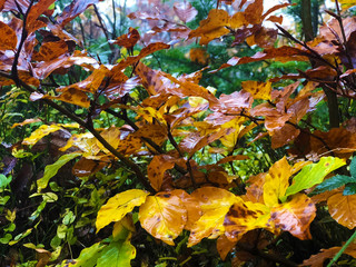 Colorful forest undergrowth in autumn. Blurred background.
