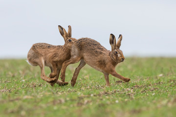 Brown Hare