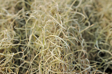 closeup of grass