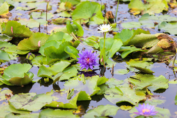 water lily in pond